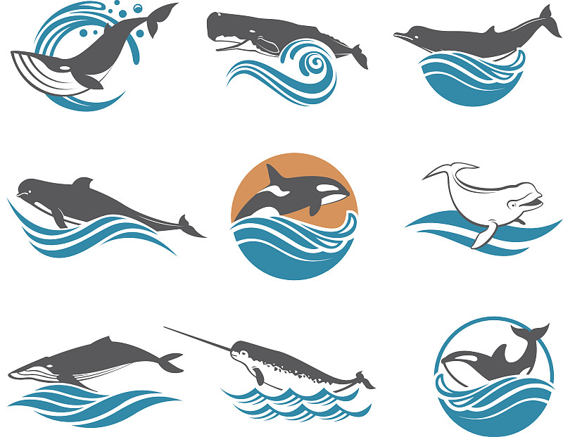 鲸,多样,巨头鲸,白鲸,逆戟鲸,小须鲸,一角鲸,抹香鲸,动物鳍,座头鲸
