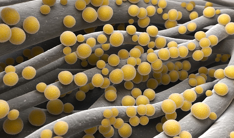 甲氧西林耐药金黄色葡萄球菌,金黄色葡萄球菌,水平画幅,疤,特写,葡萄球菌,俄罗斯,肿胀的,细菌