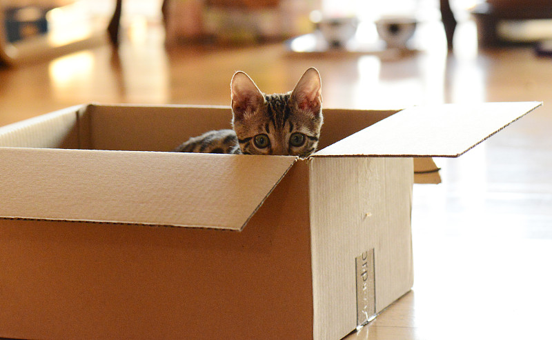 猫,小猫,盒子,纸箱,一只动物,韩国,动物,水平画幅,里面,坐