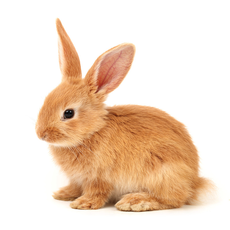 小兔子,可爱的,白色背景,小的,留白,褐色,驯养动物,无人,动物耳朵,动物身体部位