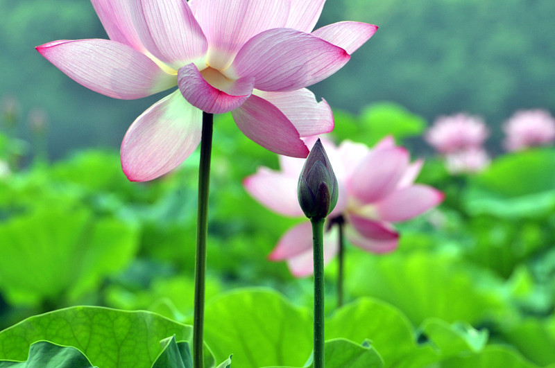 荷花,花朵,莲子,露水,睡莲,清新,一个物体,仅一朵花,自然美,中国