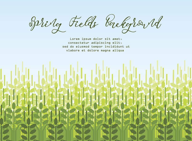 小麦,谷类,式样,背景,春天,绘画插图,夏天,面包,农作物,矢量