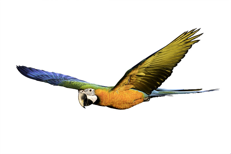 鸟类,白色背景,自然美,美,水平画幅,绿色,橙色,蓝色,鹦鹉,动物身体部位