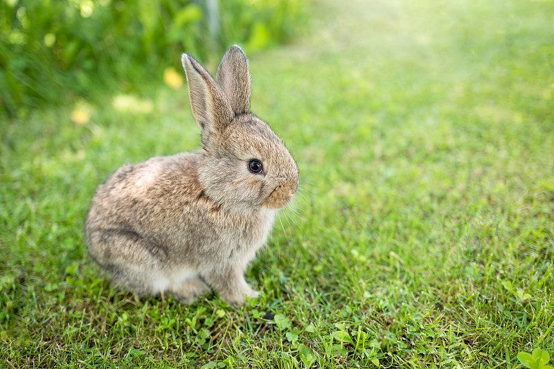 兔子,草,小的,晴朗,白昼,绿色,美,小兔子,复活节,褐色