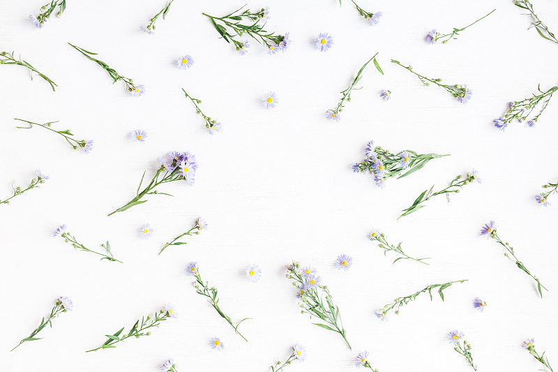 雏菊,边框,紫色,顶部,视角,平铺,甘菊,野花,在上面,留白