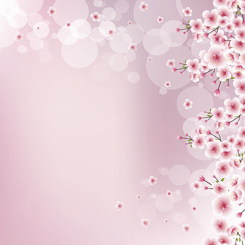 樱桃,运动模糊,粉色背景,樱花,粉色,春夏系列,绘画插图,白色,果园,植物学