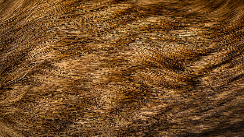 褐色,毛皮,米色,狗,纹理,自然,头发,水平画幅,家畜,黑色