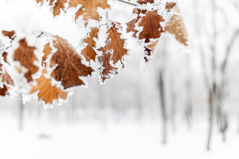 叶子,霜,雪,冬天,成组图片,留白,边框,水平画幅,无人