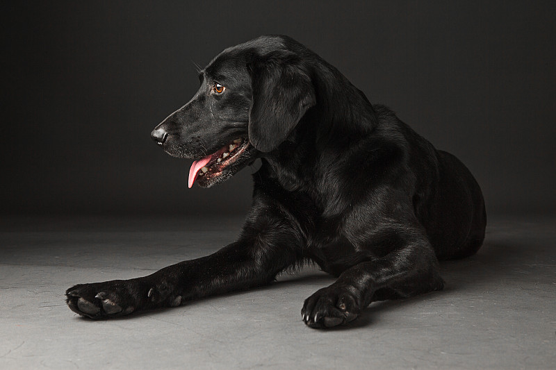 黑色拉布拉多猎犬,杂种狗,面无表情,黑色,2岁到3岁,狗,一只动物,暗色,不看镜头,侧面视角