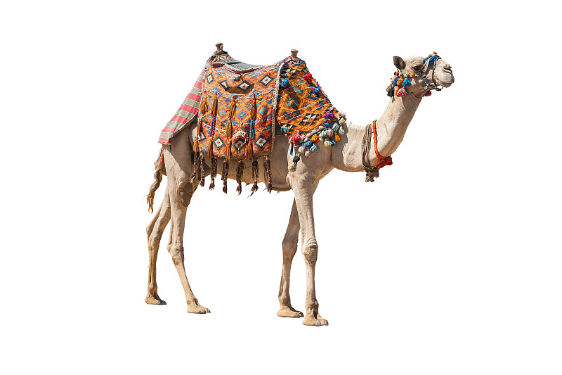 骆驼,白色,家畜,分离着色,寂寞,褐色,水平画幅,沙子,传统,贝多因人