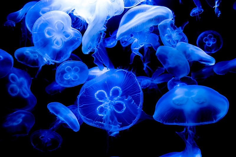 水母,蓝色,热带鱼,礁石,水族馆,水生动植物,水下,触须,动物,半透明