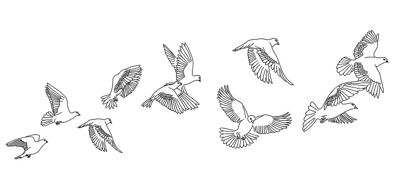 鸽子,标语,鸟类,草图,一群鸟,自然,背景分离,自由,野生动物,全景