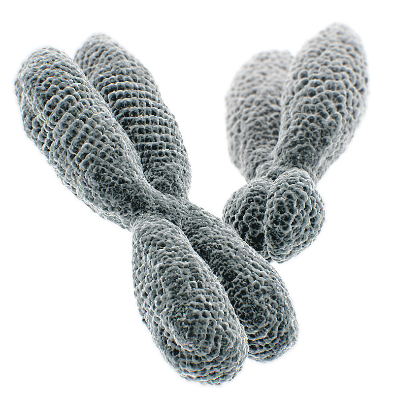 染色体,人类基因组码,性别标志,遗传研究,细胞核,x光片,x光,生物化学,显微镜,微生物学