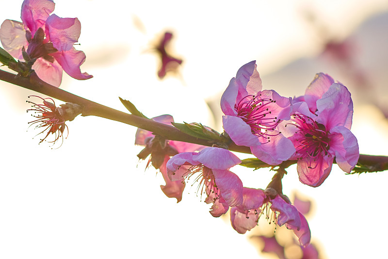 桃树,花朵,桃花,亚洲樱桃树,半透明,4k分辨率,水平画幅,林区,无人,阴影