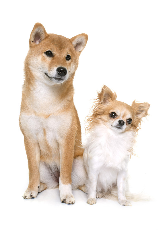 幼小动物,日本秋田犬,宠物,纯种犬,白色背景,背景分离,法国,垂直画幅,图像