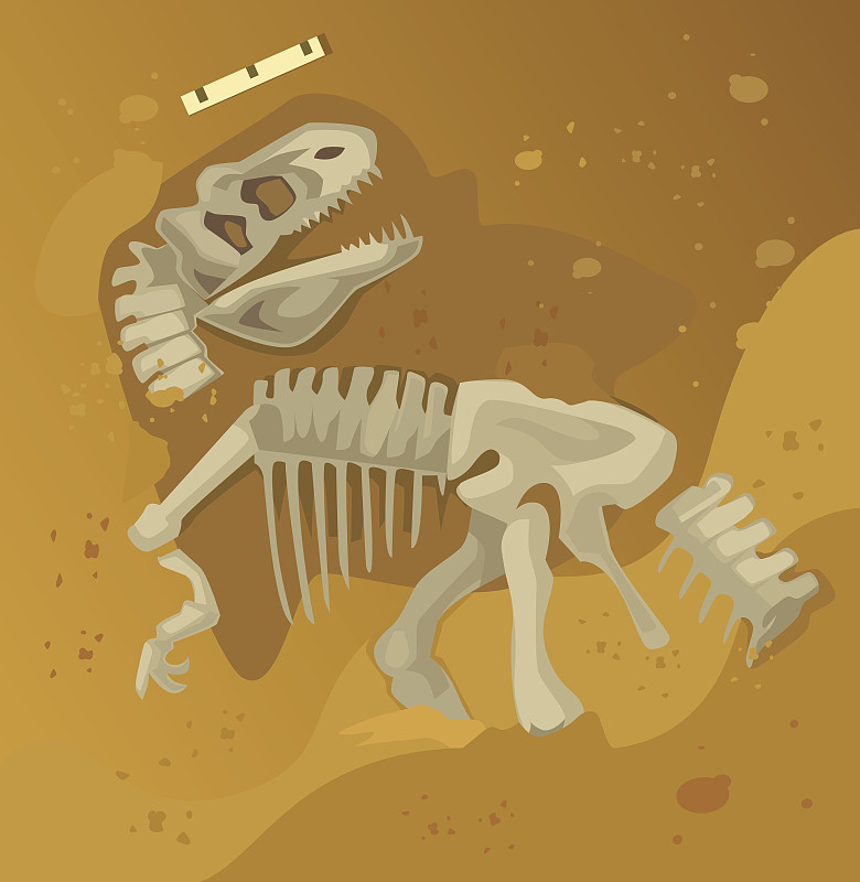 动物骨骼,化石,远古的,恐龙,巨盗龙,钢架雪车,考古学,力克斯兔,古生物学,霸王龙