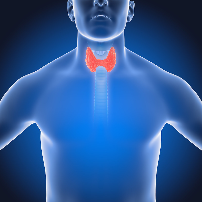 甲状腺,三维图形,人,甲亢,甲状腺机能减退,Goiter,喉,男性形象,内分泌系统