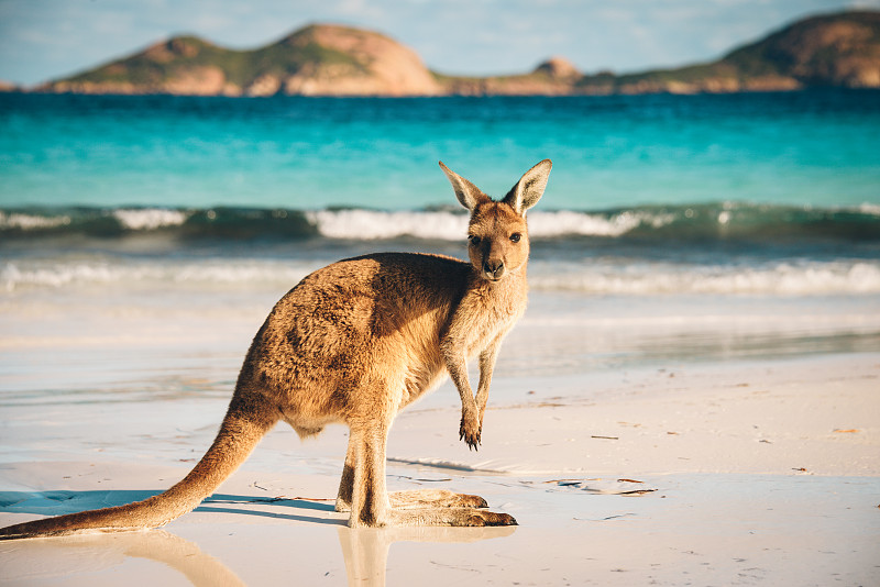 袋鼠,澳大利亚,海滩,esperance,幼兽,有袋亚纲,西澳大利亚,偏远地区,野生动物,地形