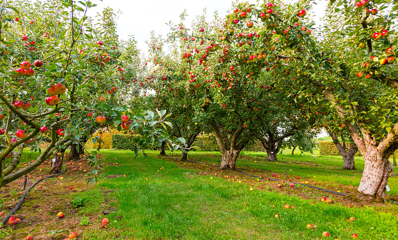 果园,秋天,苹果,季节,苹果树,苹果酒,巷,嫩枝,有机农庄,栽培植物