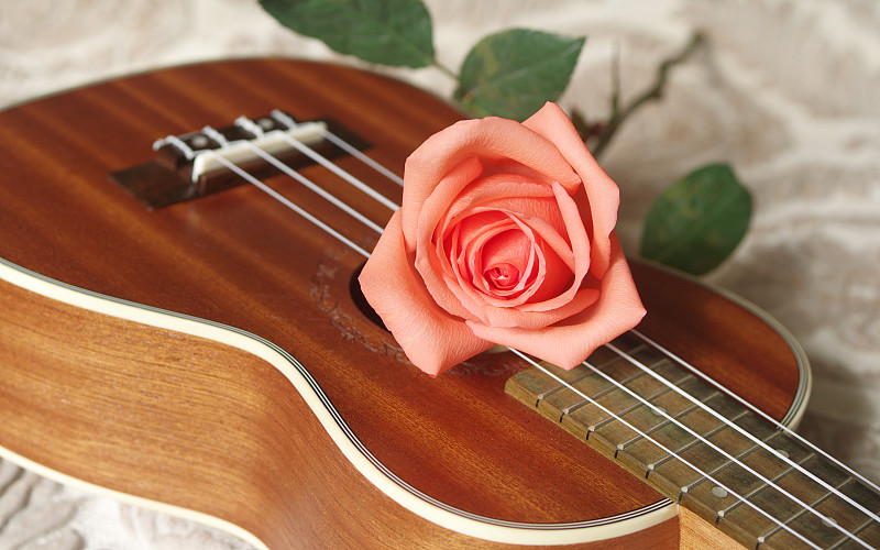 尤克里里琴,情人节,概念,玫瑰,桑树,民间音乐,古典乐,流行音乐,声学吉他,爵士乐