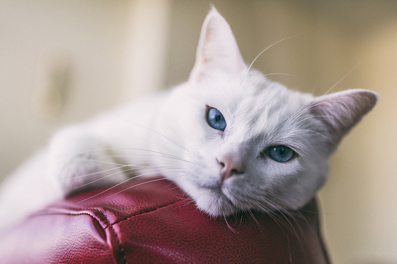 纯种猫,土耳其人,沙发,在上面,皮革,特写,红色,雌性动物,猫,蓝色眼睛