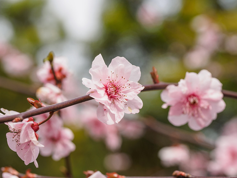 梅花,红色,春天,公园,自然美,组图,桃花,杏树,桃树,李树