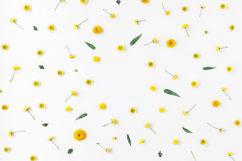 黄色,白色背景,边框,多样,甘菊,雏菊,花蕾,爱沙尼亚,背景分离,叶子