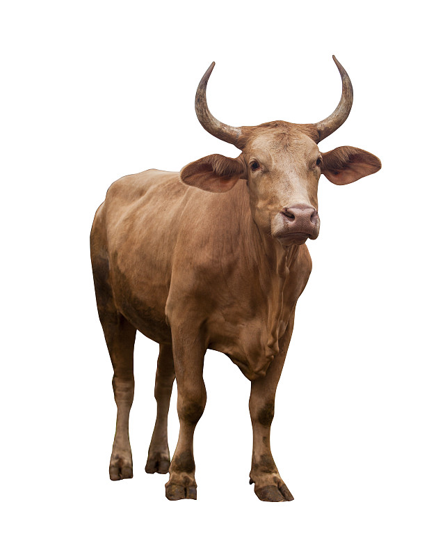 母牛,分离着色,白色,野牛,驯养动物,有角的,公牛,猪嘴,蹄,口络