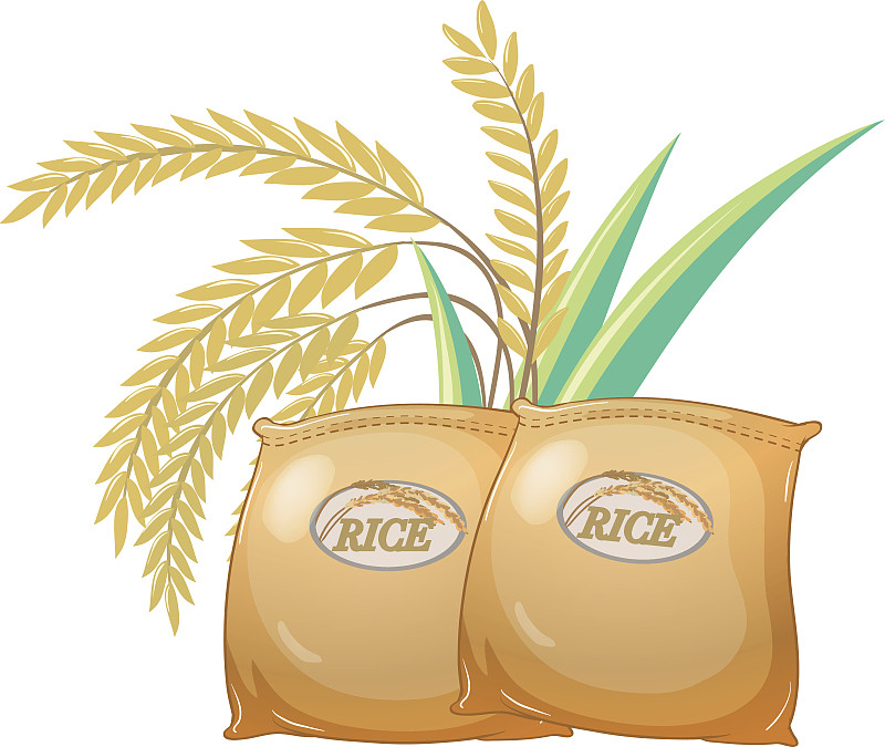 稻,两个物体,清新,背景分离,热带气候,食品,米,成分,植物,澳大利亚