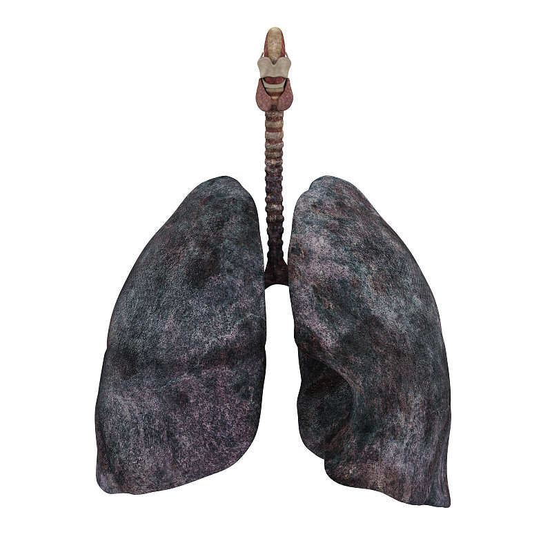吸烟问题,人类肺脏,肺气肿,支气管,喉,结核杆菌,气管,支气管炎,哮喘