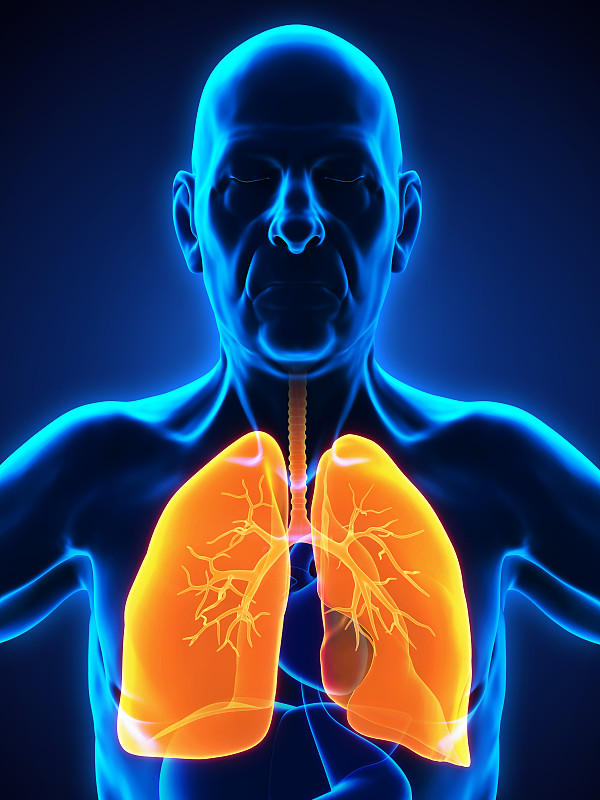 呼吸系统,老年人,男性,肺气肿,腺泡,膜片,结核杆菌,人类肺脏,支气管