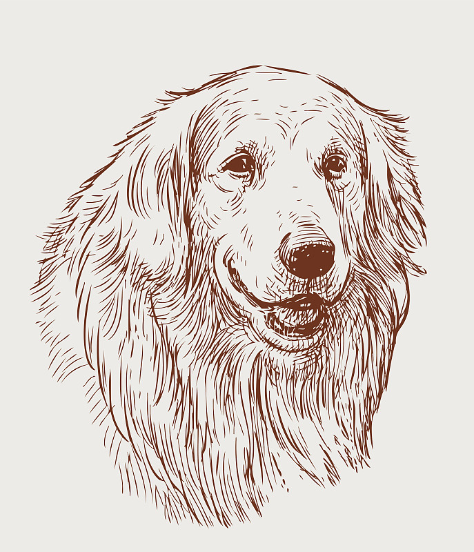 草图,寻回犬,注视镜头,金毛寻回犬,警犬,狗,猎犬,可爱的,纯种犬,肖像