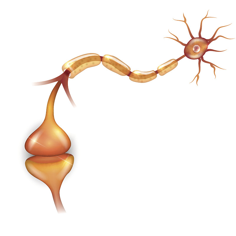 神经元,突触间隙,受体,树突,第三节神经递质,突触,生物医学插图,拉脱维亚,分子