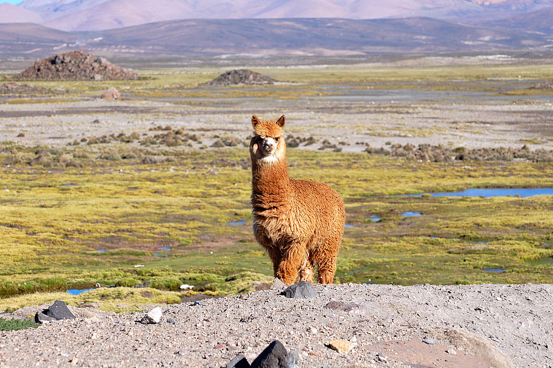羊驼,智利,安地斯山脉,美洲驼羊,小羊驼,巴塔哥尼亚安第斯山脉,玻利维亚,南美,褐色,水平画幅