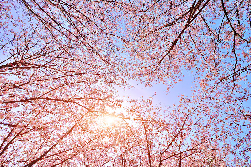 樱桃树,粉色,枝繁叶茂,渔猎开放季节,梅花,选择对焦,留白,里山,水平画幅,樱花
