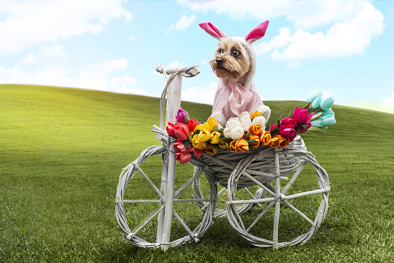 复活节兔子,户外,纸花,蜜蜂服,三轮车,约克郡犬,宠物服装,天空,动物嘴,夏天