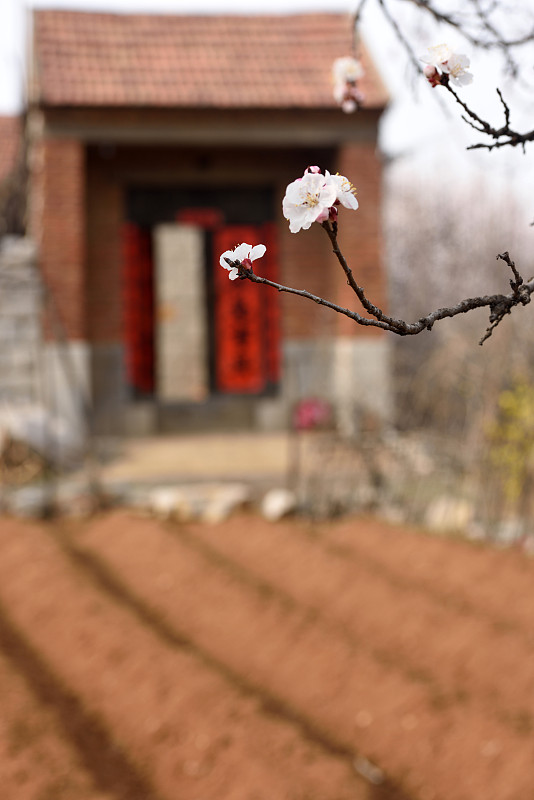 春天,中国,风景,桃花,一年生植物,中国对联,枝繁叶茂,宁静,气候,素食