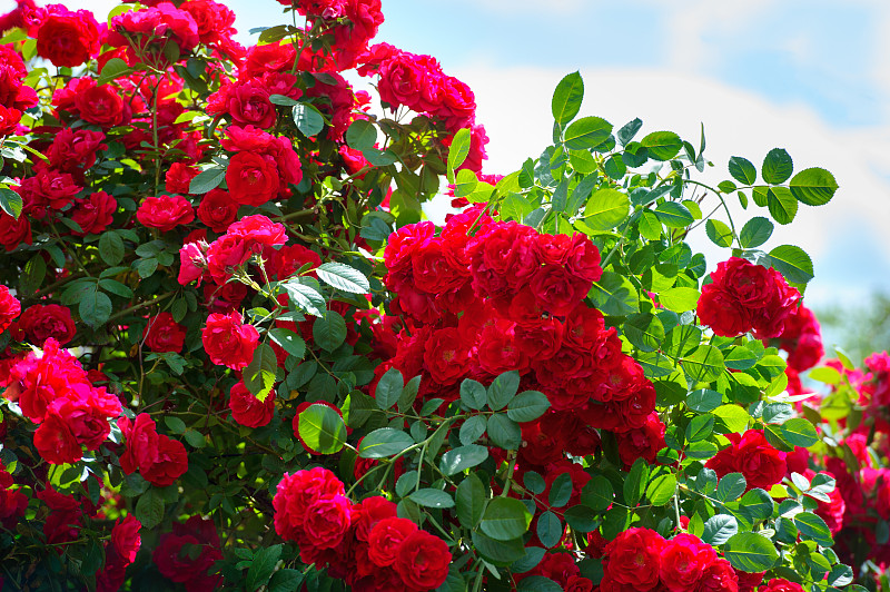 玫瑰,红色,天空,背景,晴朗,灌木,脆弱,园林,花瓣,植物学