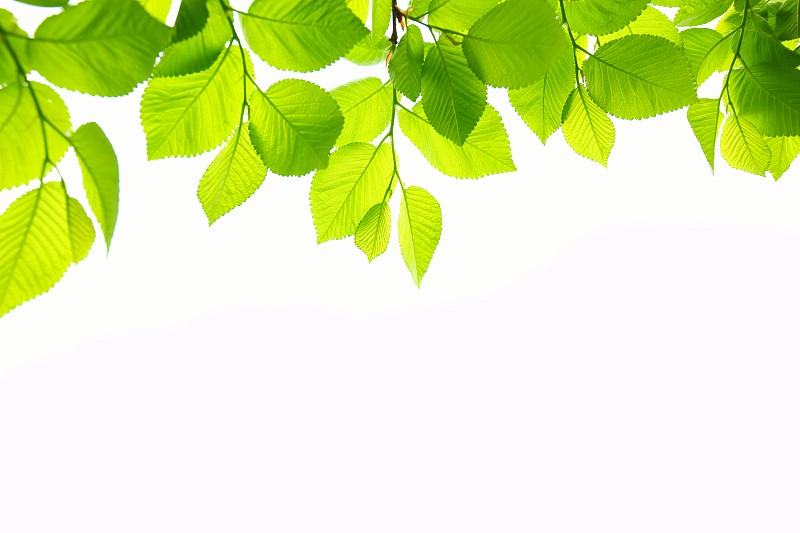 山毛榉树,叶子,叶脉,落叶树,半透明,绿色,枝,嫩枝,春天,设计元素