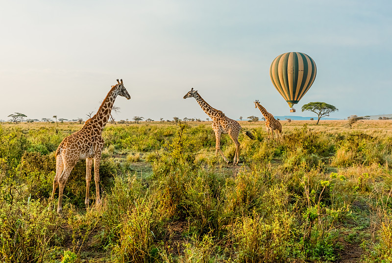 热气球,长颈鹿,气球,野生动物保护区,坦桑尼亚,野生动物保护,飞行员,野生动物,水平画幅,早晨