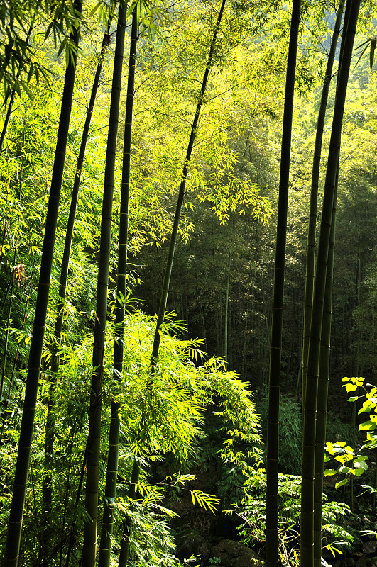 笋,竹林,熊猫,四川省,垂直画幅,选择对焦,天空,无人,户外,阳光光束