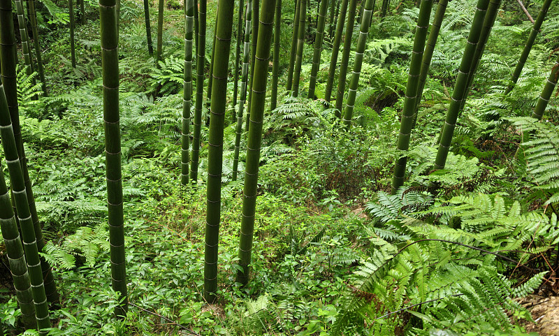 笋,竹林,熊猫,四川省,选择对焦,天空,水平画幅,无人,户外,阳光光束