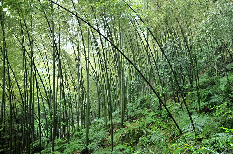 竹子,竹林,熊猫,四川省,选择对焦,天空,水平画幅,无人,户外,阳光光束