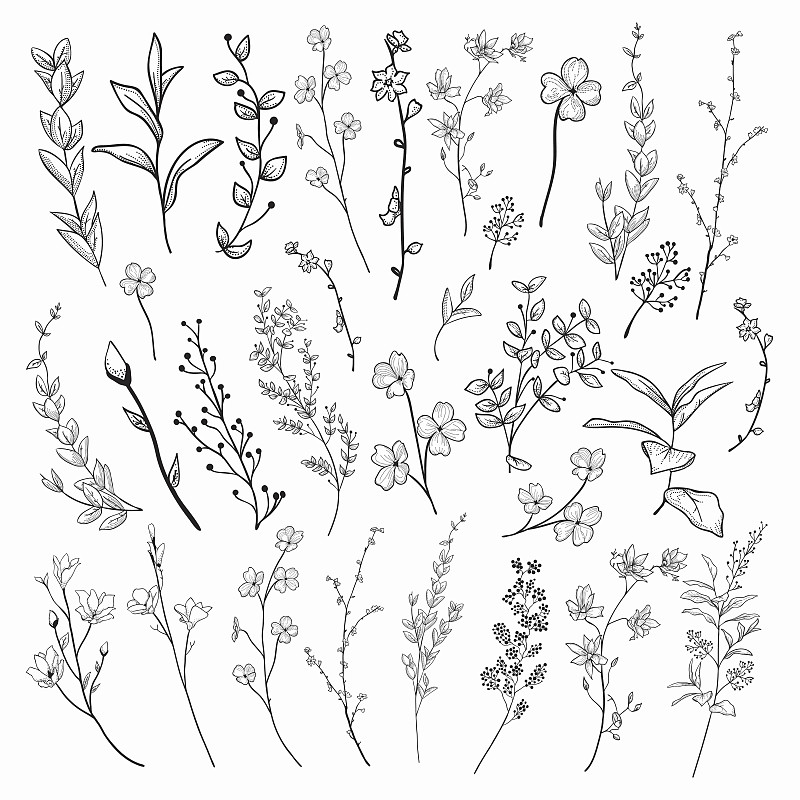 绘画插图,草本,矢量,植物群,黑色,线条画,轮廓,华丽的,健康保健,请柬