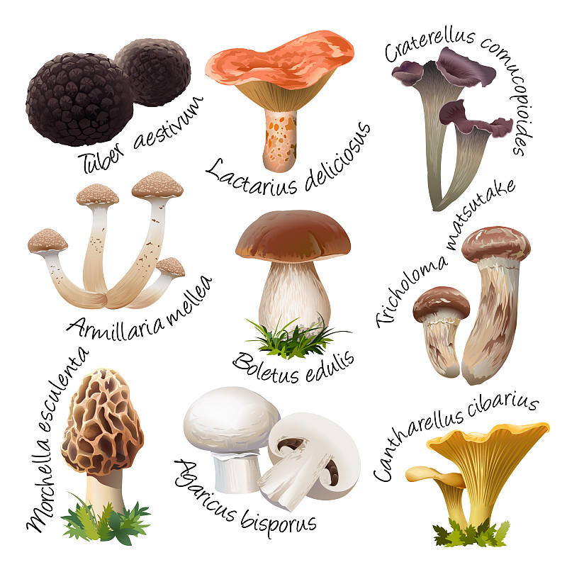 食用菌,多样,动物,日本松茸蘑菇,松茸,松乳菇,黑喇叭菇,丰收的羊角,鸡油菌,porcini,mushroom