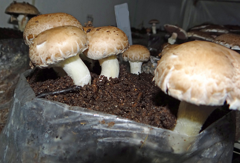 蘑菇木耳,蘑菇,食用菌,农场,双孢蘑菇,孢子囊,白蘑菇,Crimini,Mushroom,波托贝洛蘑菇,生长