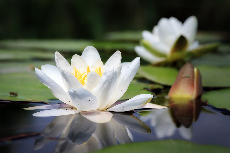 百合花,白色,白睡莲,水,美,水平画幅,睡莲,无人,夏天,户外