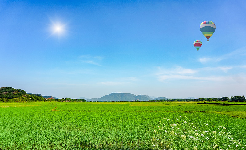 春天,平原,林间空地,五月,内蒙古自治区,蒲公英,草原,野生植物,地平面,自然