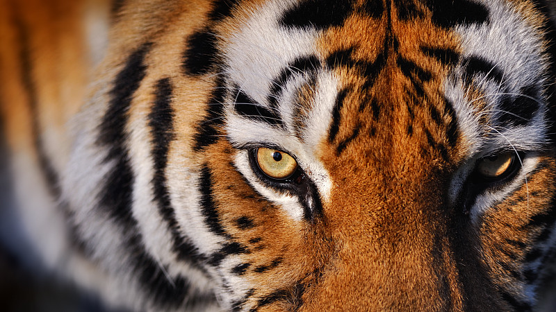 虎,动物眼睛,虎眼石,食肉目,动物头,濒危物种,虎纹,狩猎动物,野生动物,西伯利亚虎