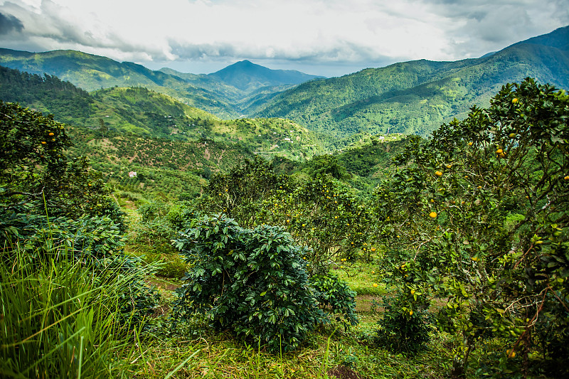 牙买加,蓝山,种植园,咖啡,山谷,山顶,山,田地,绿色,地形